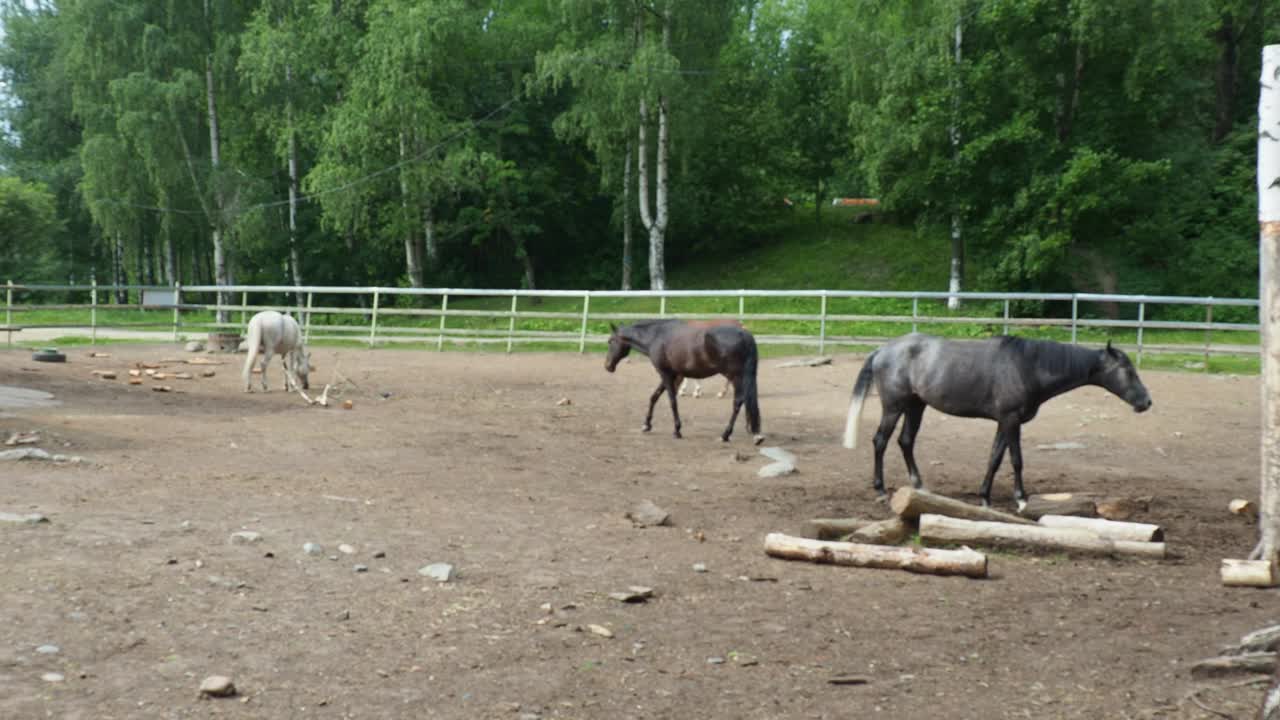 马(Equus caballus)是驯化的单趾有蹄哺乳动物。黑马和白马吃草，践踏和啃草。马营，马厩。马科，马属亚种