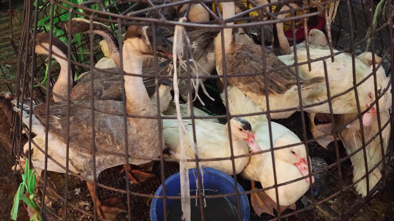 困在铁笼里的鸭子