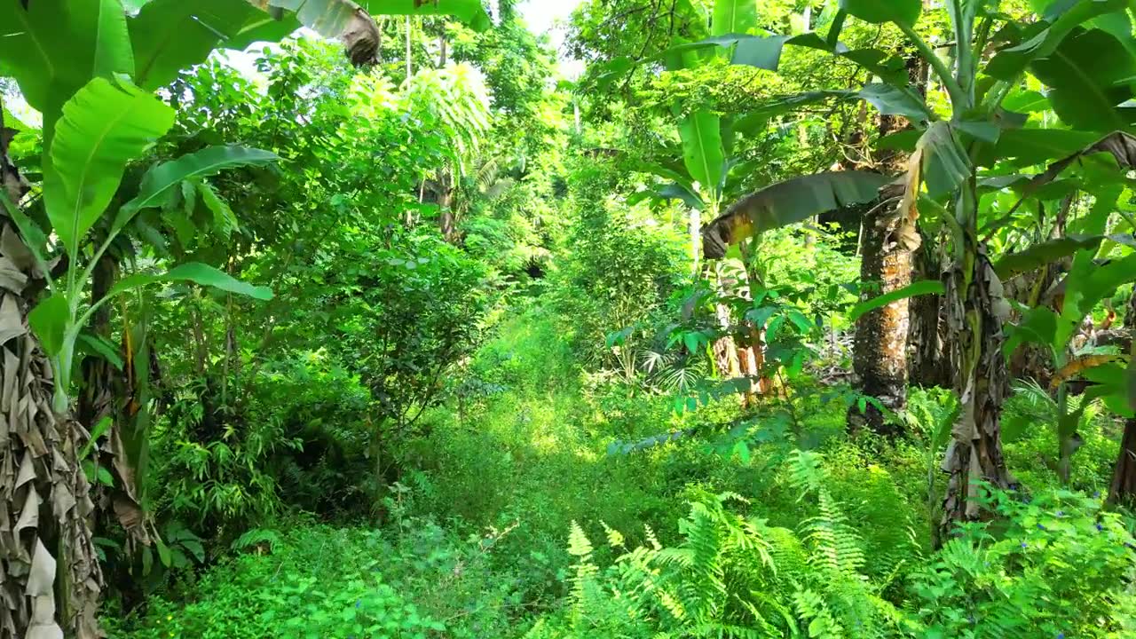 詳情圖-在非洲圣多美的綠色森林中低空飛行。無人機(jī)拍攝的
