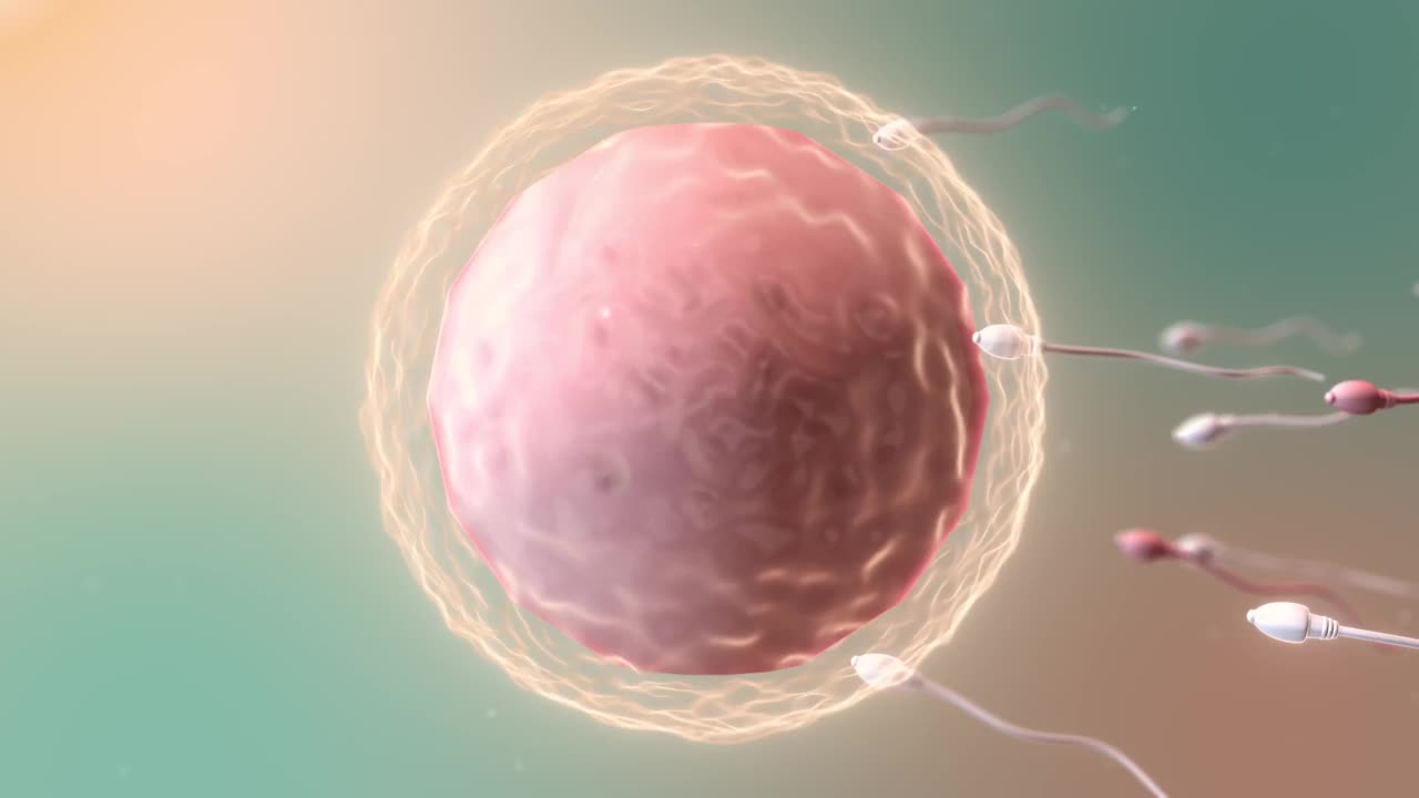 精子和卵细胞。自然受精