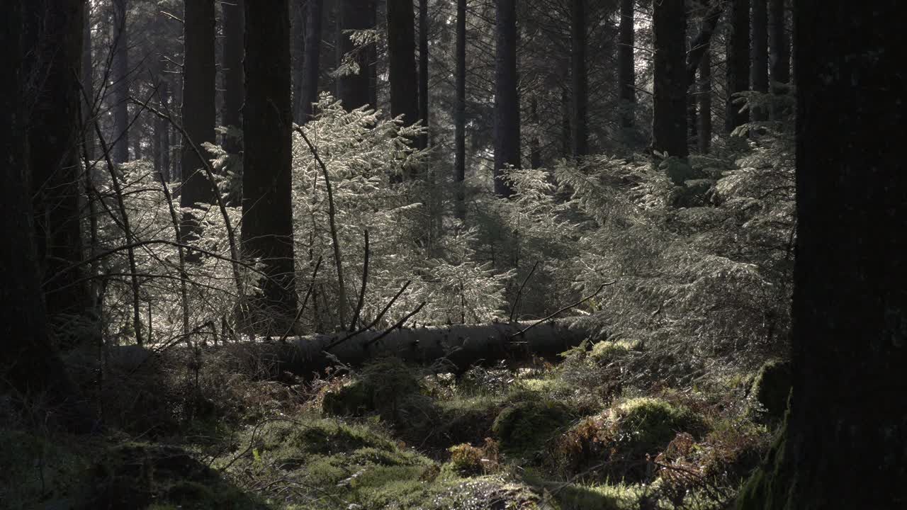 倒下的树在阳光森林4K