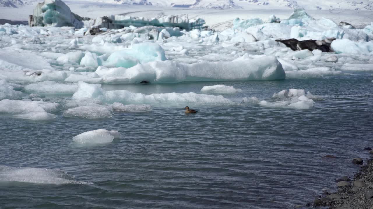 在冰岛Jokulsarlon冰川泻湖的冰山中游泳的鸭子