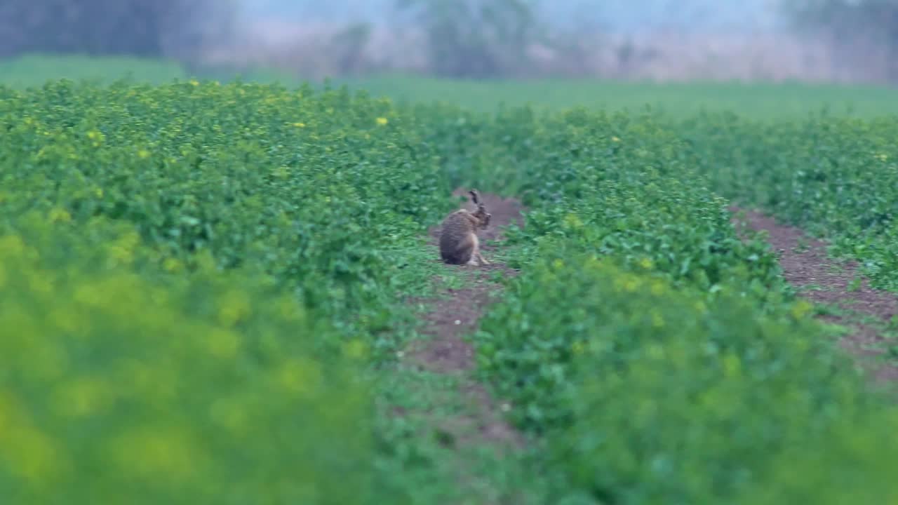 欧洲德国图林根州埃尔福特，一只欧洲野兔(Lepus europaeus)早晨漫步在油菜籽地里