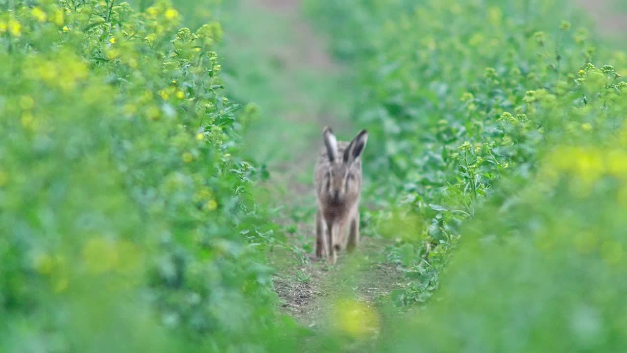 欧洲德国图林根州埃尔福特，一只欧洲野兔(Lepus europaeus)早晨漫步在油菜籽地里