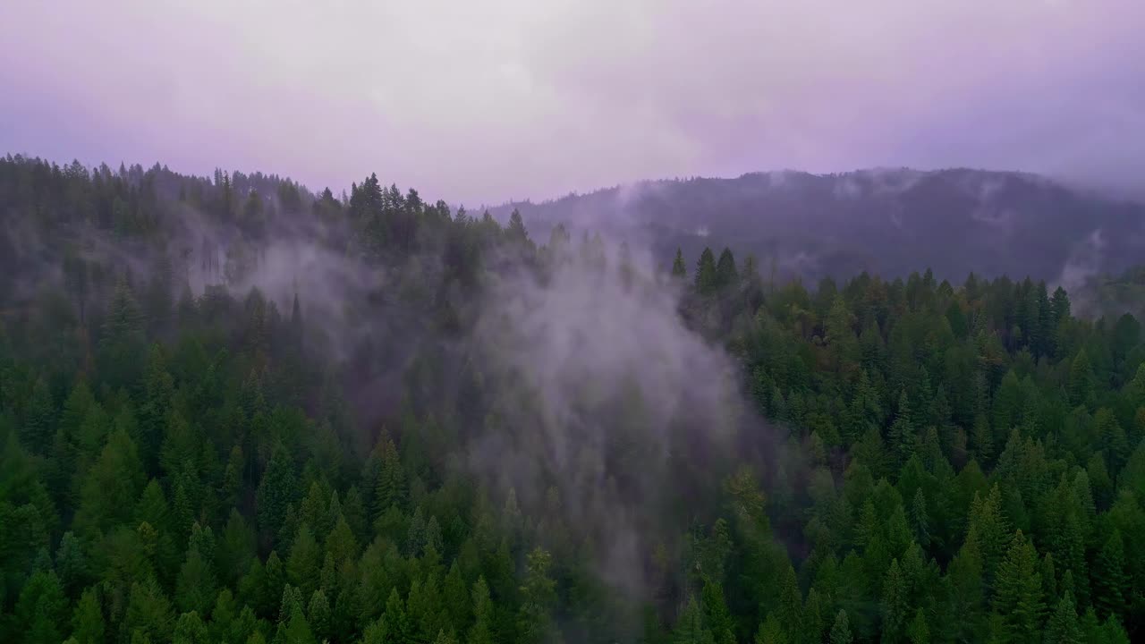 在一个阴天，美国加利福尼亚州缪尔森林国家纪念碑上空，无人机在山雾笼罩的树梢上拍摄。