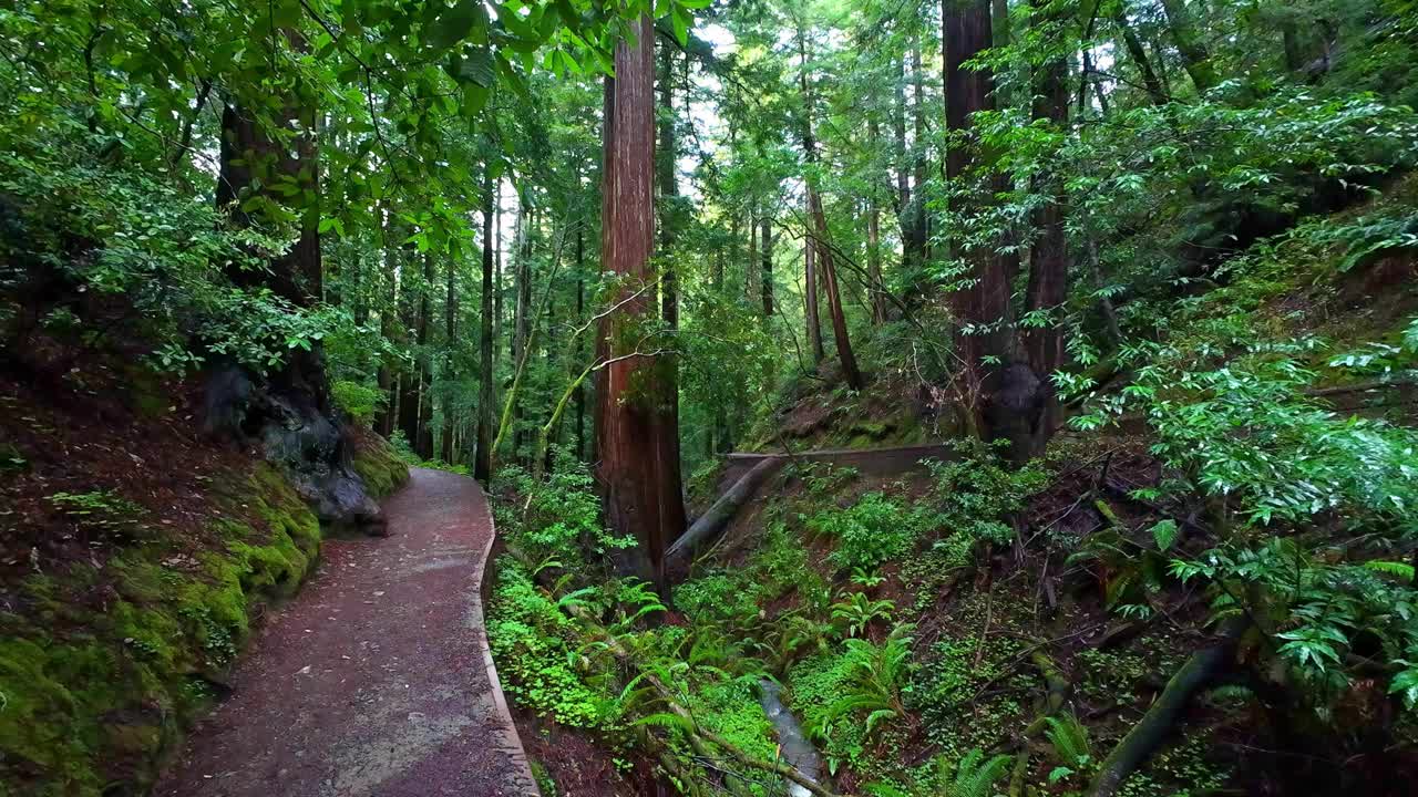 缪尔森林国家纪念碑徒步小径穿过风景秀丽的老红杉