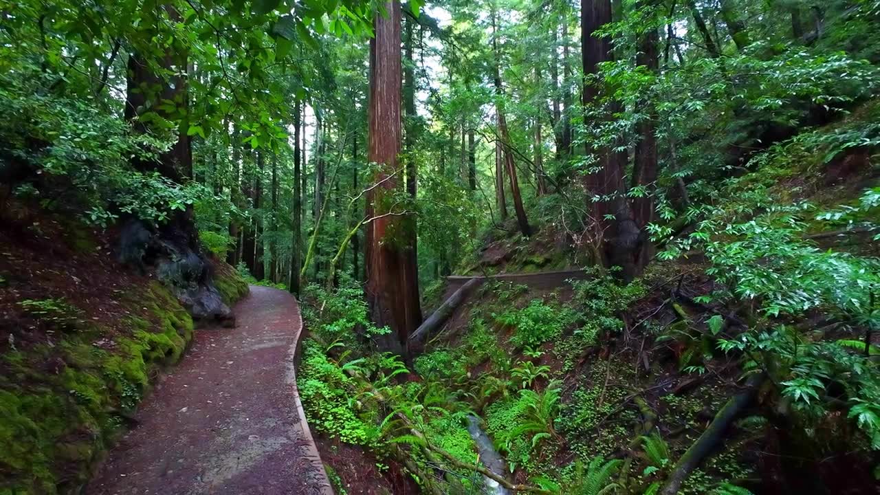 詳情圖-繆爾森林國家紀念碑徒步小徑穿過風景秀麗的老紅杉