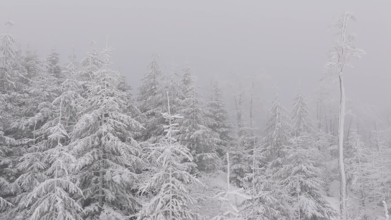 Szczyrk冬季林地森林鸟瞰图飞行低雾多雪的高山树木