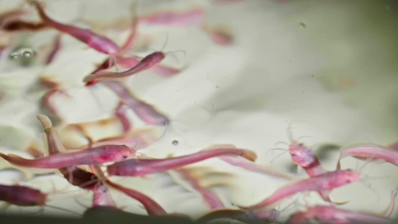 增长的涟漪:鱼苗的可持续水产养殖