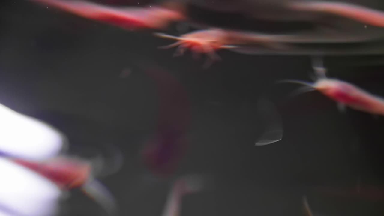 深海苗圃:永续养殖的幼鱼