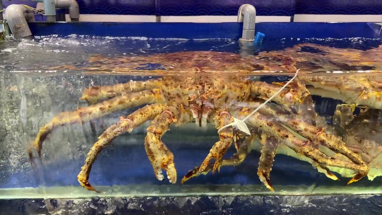 详情图-餐厅水箱里的阿拉斯加帝王蟹餐厅水箱里的活蟹