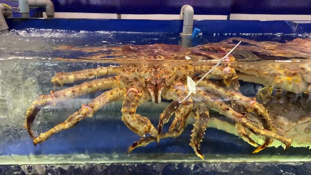 详情图-餐厅水箱里的阿拉斯加帝王蟹餐厅水箱里的活蟹