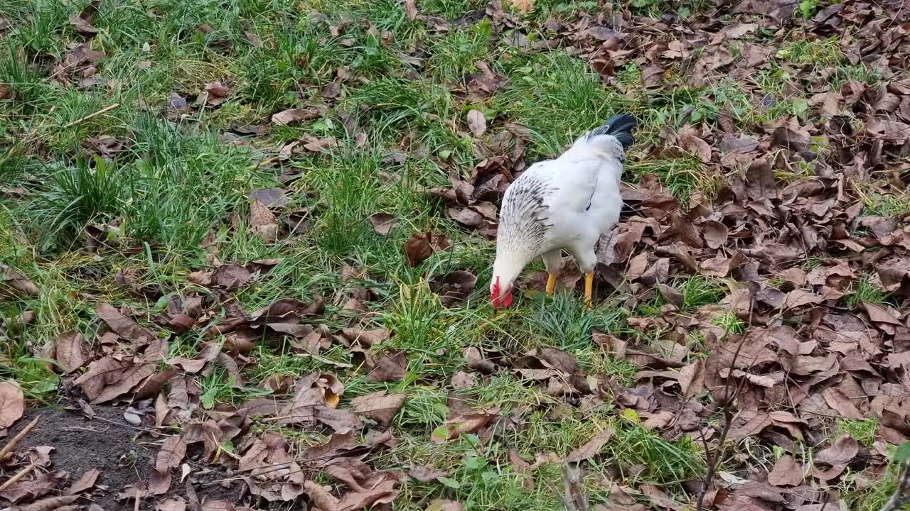 小鸡在花园里挠草