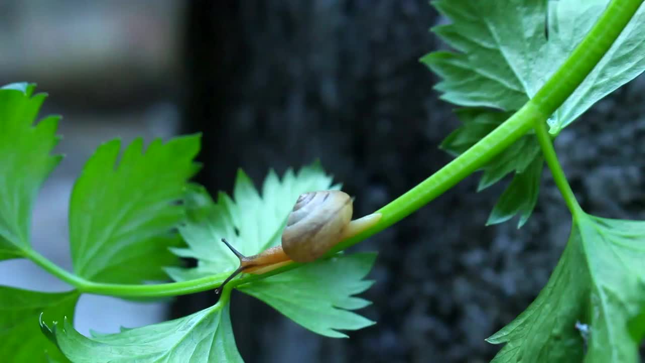 芹菜叶上的蜗牛