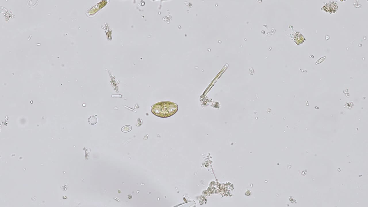 显微镜下的淡水硅藻-光学显微镜x200放大