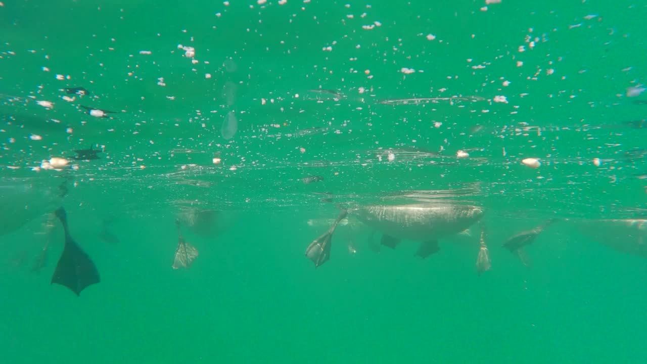 水鸟在海面上游泳，水下腿部和喙的特写，水下视图