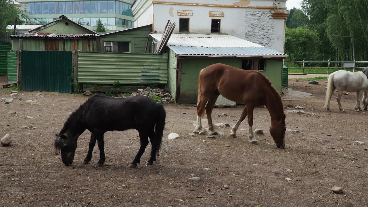 马(Equus caballus)是驯化的单趾有蹄哺乳动物。黑马和白马吃草，践踏和啃草。马营，马厩。马科，马属亚种