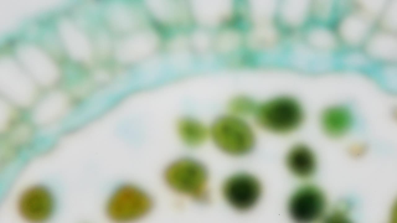 植物繁殖的生殖器官。显微镜下的详细视频。400 x放大。花药带花粉。育种工作。增加产量。战胜饥饿