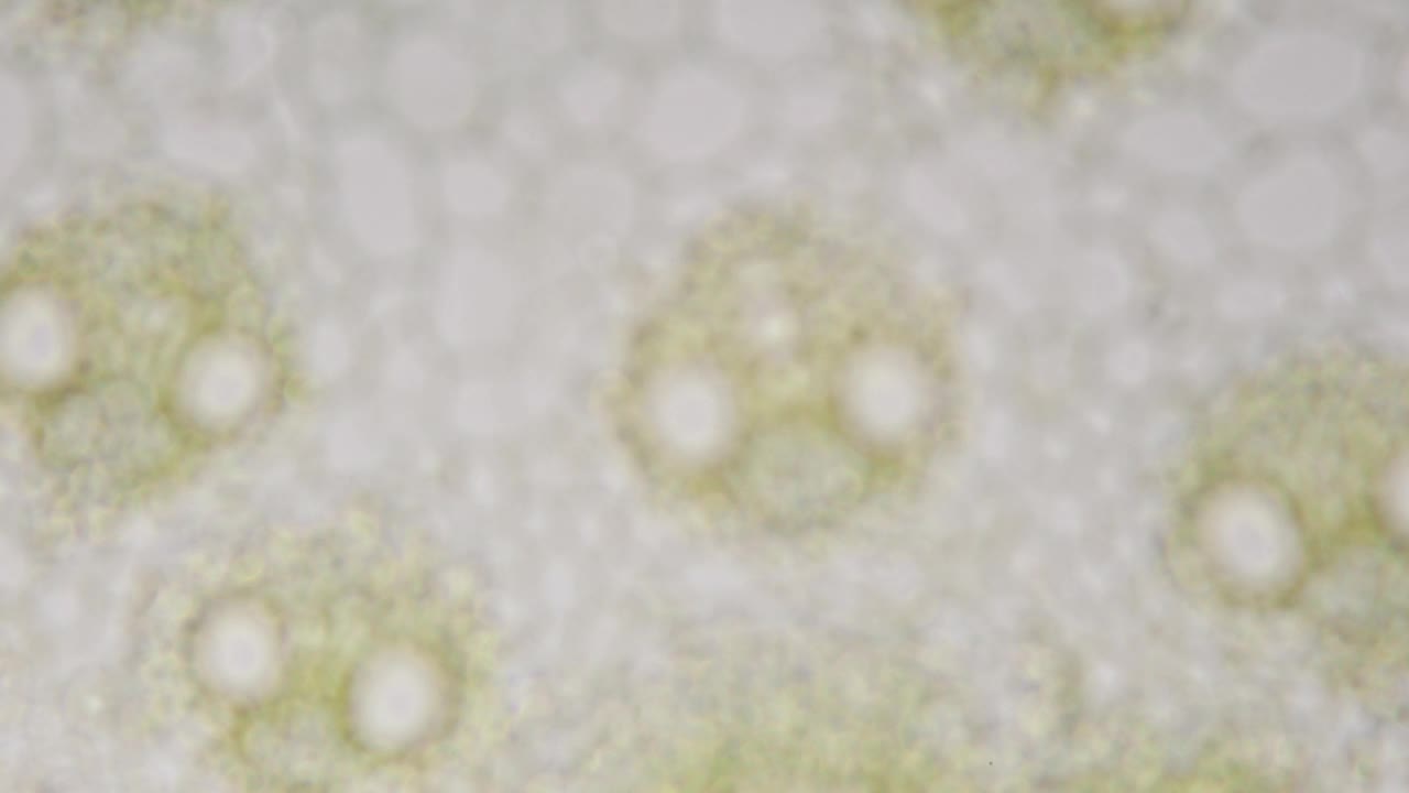 显微镜下玉米秸秆的内部结构，放大400倍。植物的维管系统。提高青肉产量，生产优质肉品