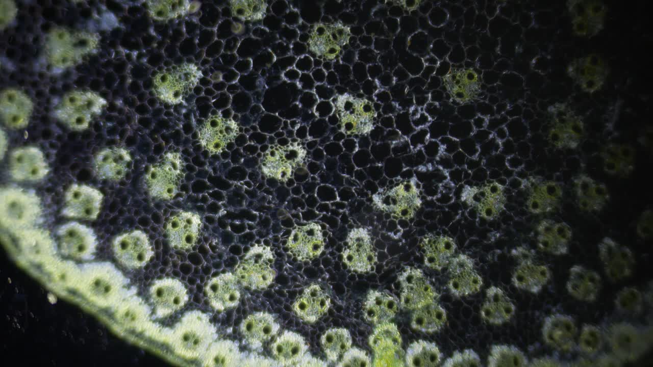 显微镜下玉米秸秆的内部结构，放大100倍。植物的维管系统。提高青肉产量，生产优质肉品