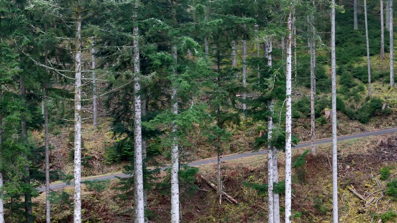 空中摄影车沿着一条上山的森林道路移动，穿过高大的常绿树木