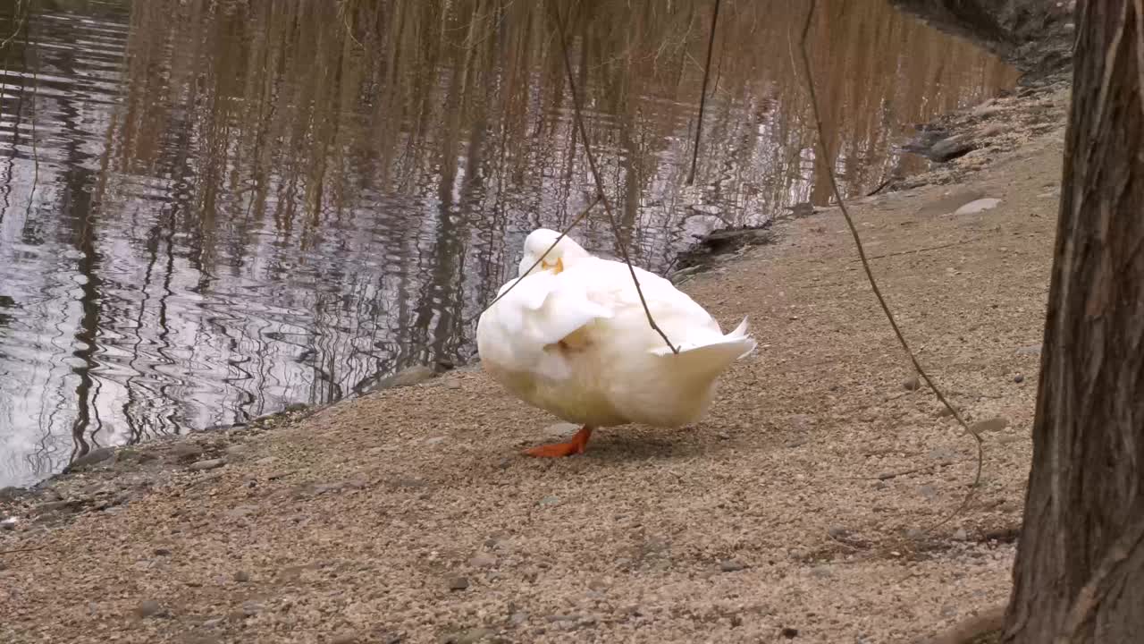 宁静的白鸭子在黄昏时在湖边休息