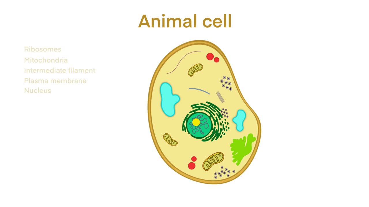 动物细胞解剖，生物动物细胞与细胞器横切面，动物细胞