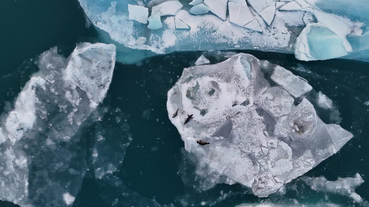 无人机拍摄冰山上的海豹和在冰川泻湖游泳。