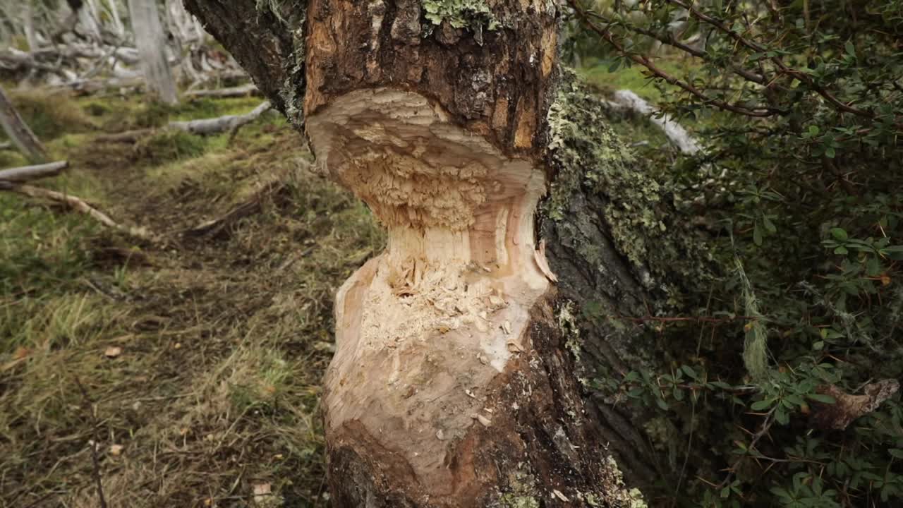 被海狸咬的树干