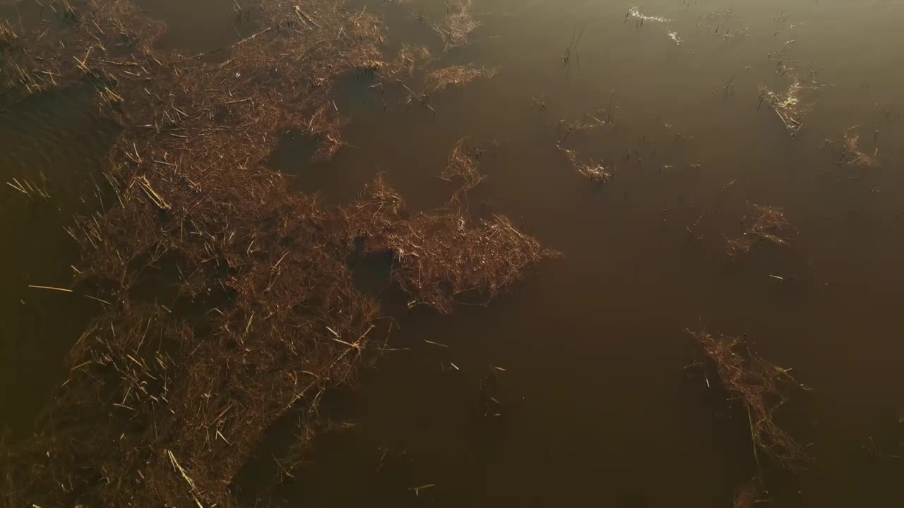 空中野生动物鸭子在三角洲4K库存视频