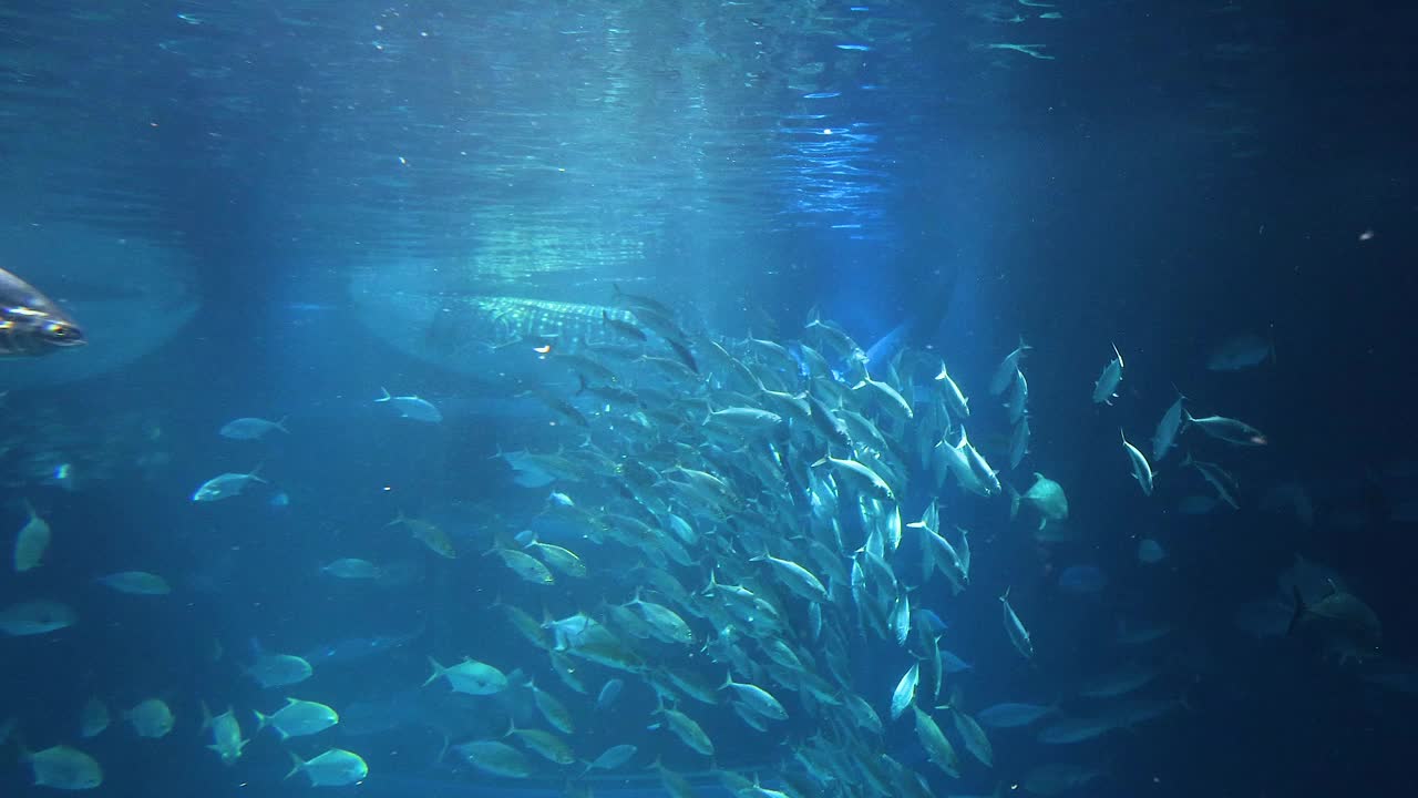 海洋生物的水下舞蹈