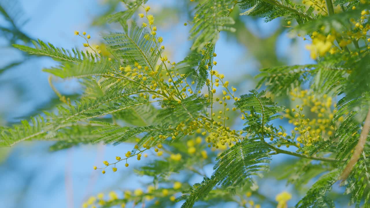 黄花金合欢——春天和妇女节日的象征。阳光明媚的春天自然背景。关闭了。