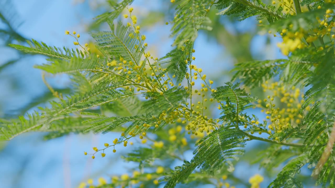 详情图-黄花金合欢——春天和妇女节日的象征。阳光明媚的春天自然背景。关闭了。