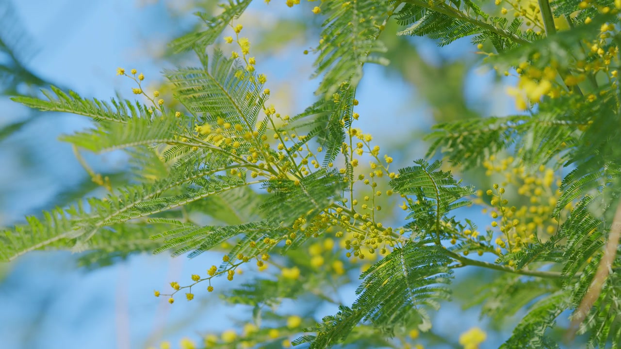详情图-黄花金合欢——春天和妇女节日的象征。阳光明媚的春天自然背景。关闭了。
