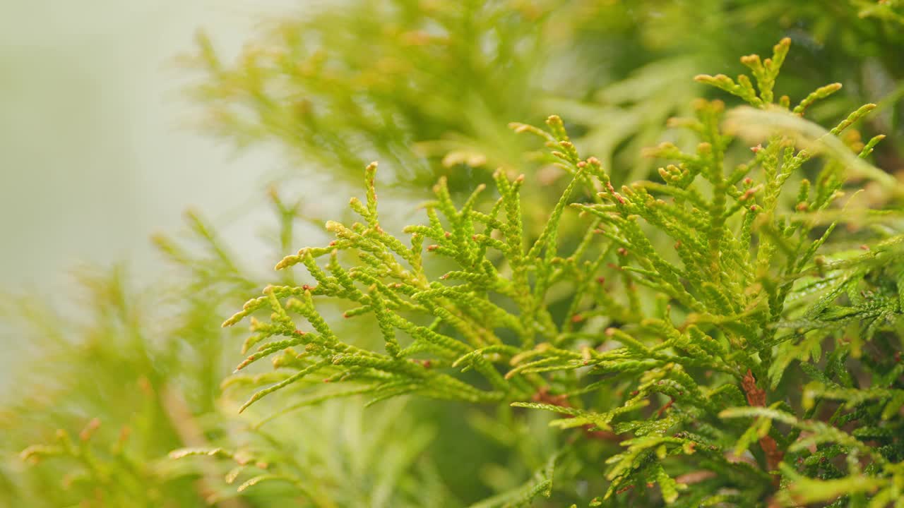 绿色的胡加树篱。西柏是一种常绿针叶树。架的焦点。