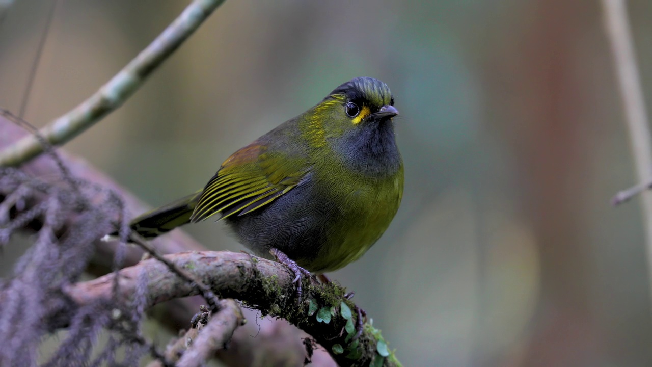 森林，鳥兒，跳躍，樹枝，家禽。動物