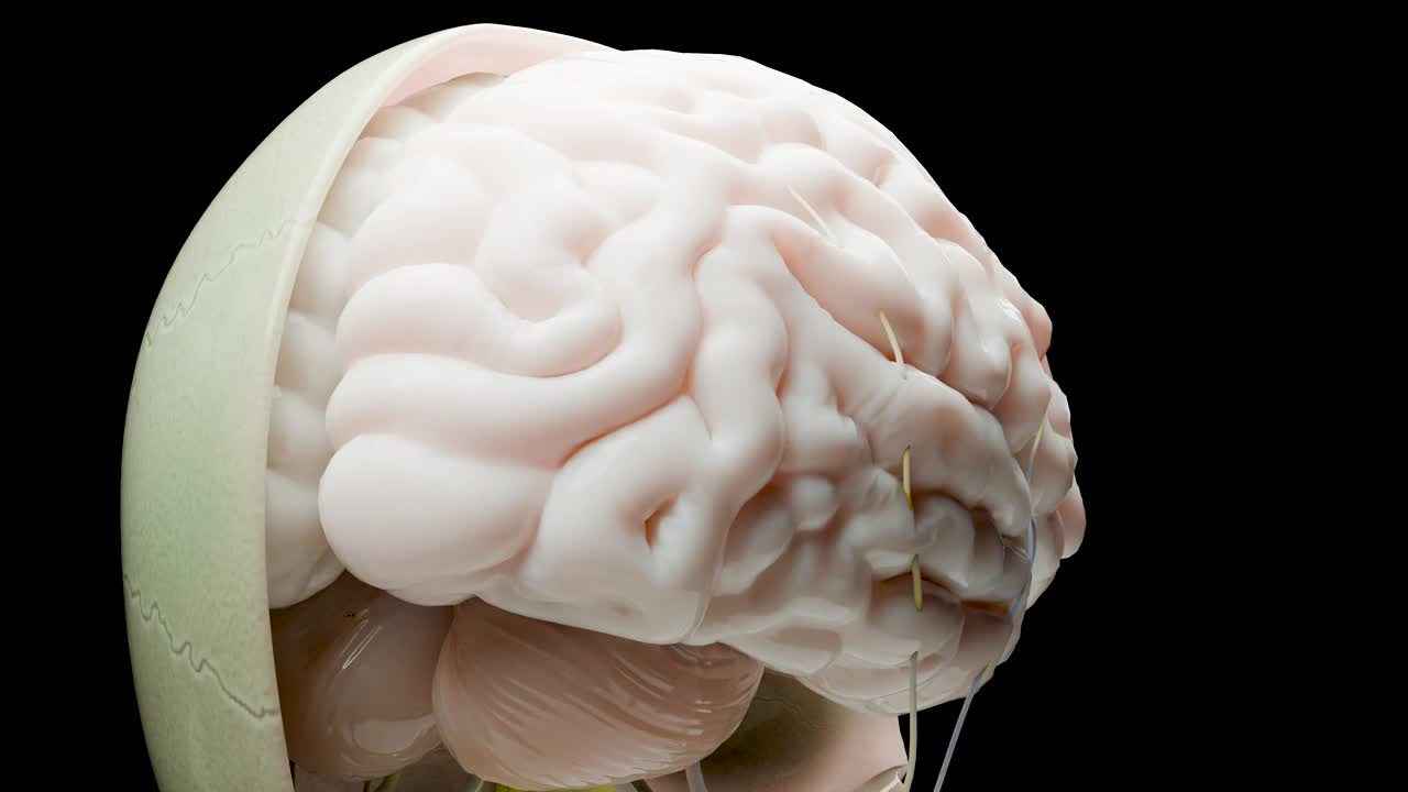 人脑神经系统解剖，副交感神经和交感神经的医学图解。医学上准确，颅骨横截面，皮脂球，3d渲染