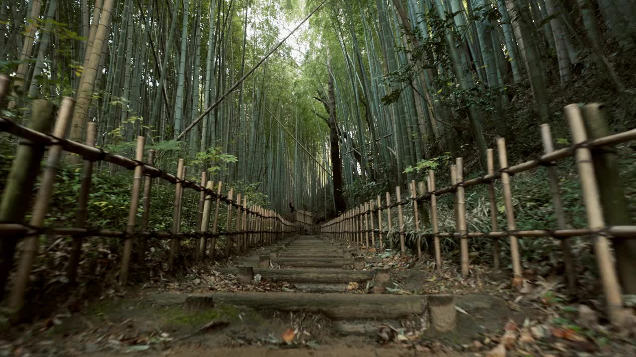 桥、竹、林，游于自然，动于芦苇、植物、环境、景观。自然，阳光和风景秀丽的树林，夏季户外和旅行中的树叶或树叶