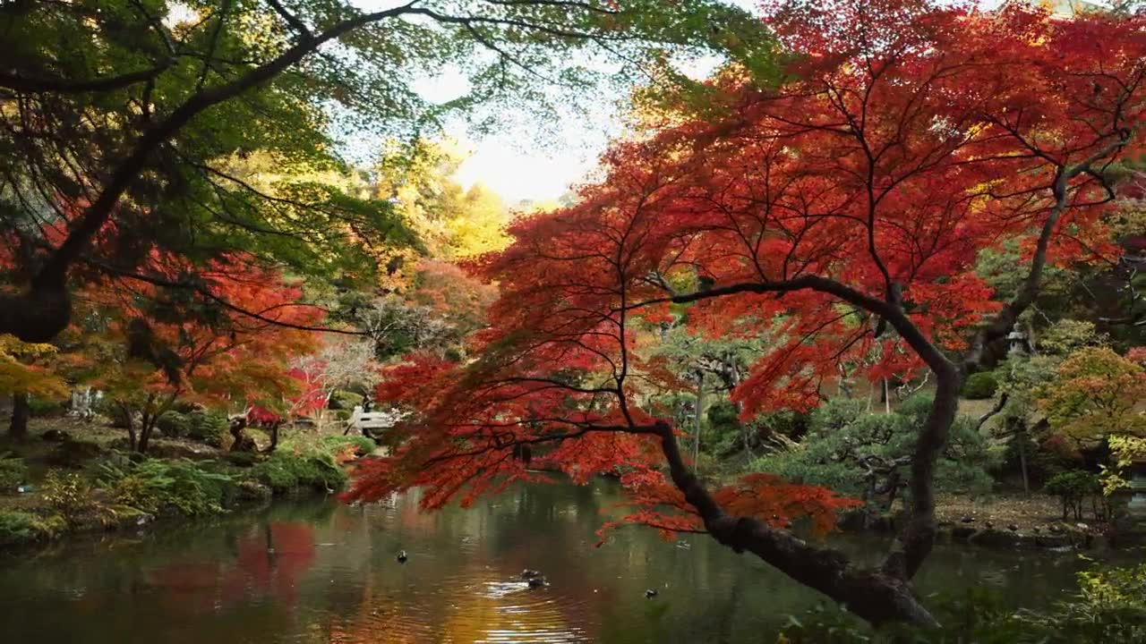 詳情圖-樹(shù)木，園林和湖泊的景觀和環(huán)境，日本公園與紅色和綠色的葉子或樹(shù)葉。植物、森林與水，自然與土地相映成趣，夏季或春季宜靜戶外