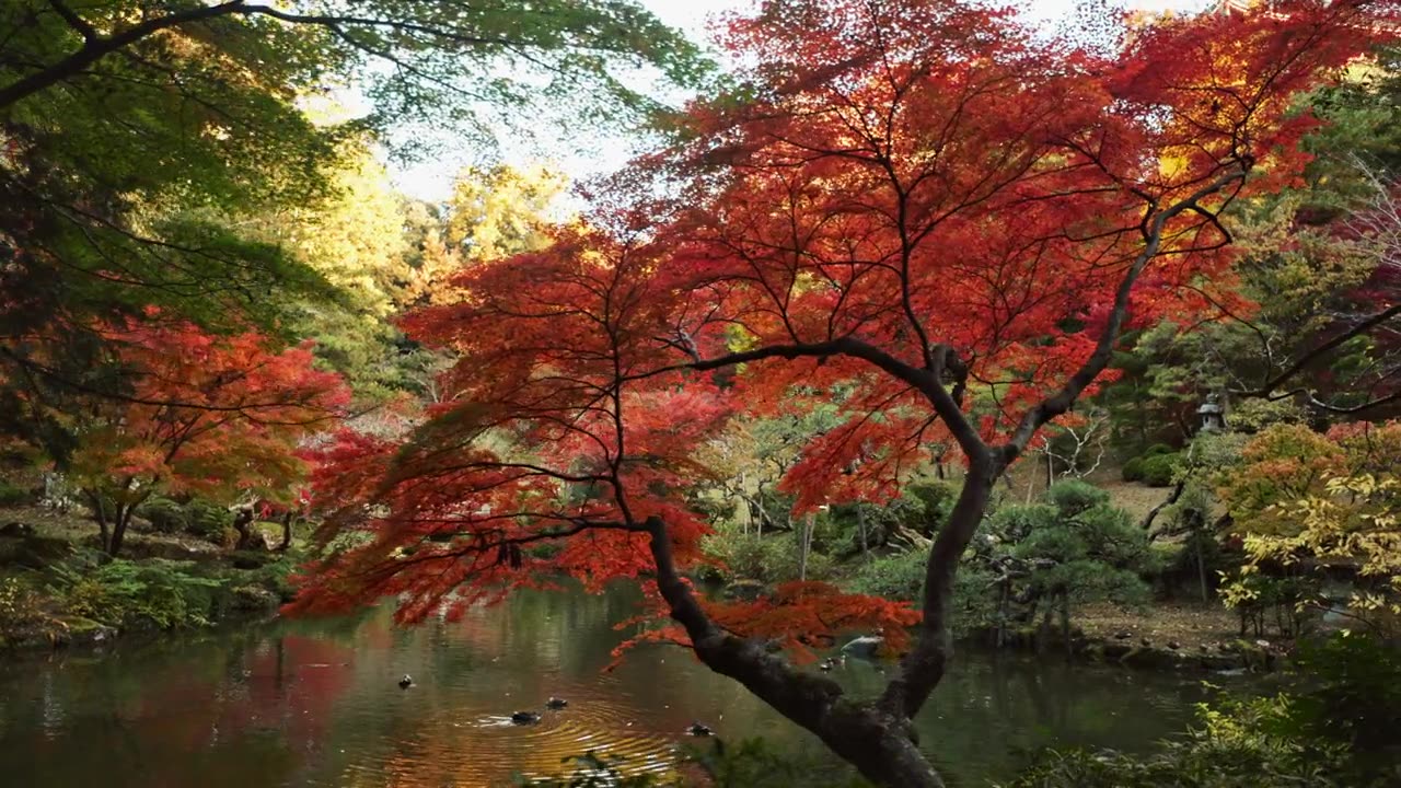 詳情圖-樹(shù)木，園林和湖泊的景觀和環(huán)境，日本公園與紅色和綠色的葉子或樹(shù)葉。植物、森林與水，自然與土地相映成趣，夏季或春季宜靜戶外