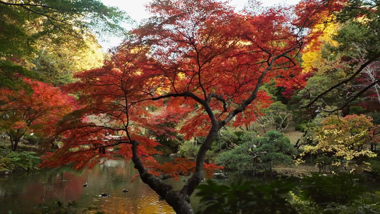 詳情圖-樹(shù)木，園林和湖泊的景觀和環(huán)境，日本公園與紅色和綠色的葉子或樹(shù)葉。植物、森林與水，自然與土地相映成趣，夏季或春季宜靜戶外