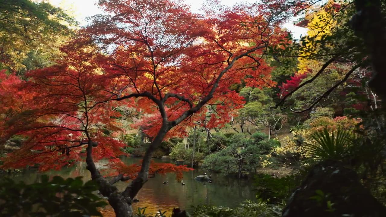 詳情圖-樹(shù)木，園林和湖泊的景觀和環(huán)境，日本公園與紅色和綠色的葉子或樹(shù)葉。植物、森林與水，自然與土地相映成趣，夏季或春季宜靜戶外