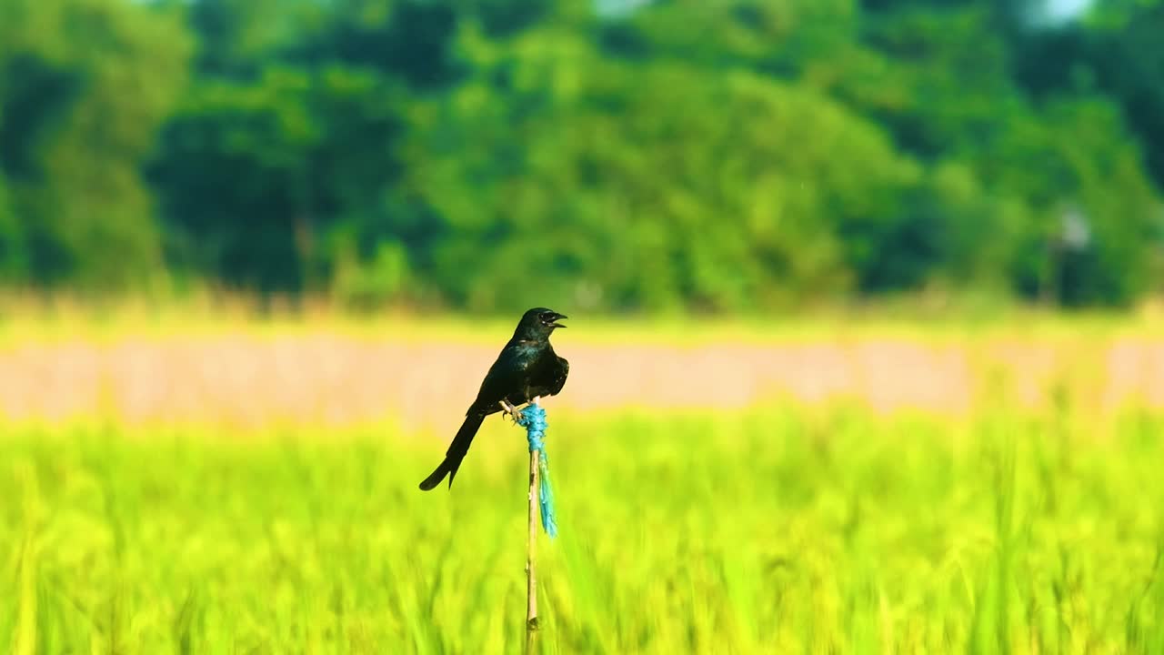 背景模糊的稻田里，一只雄鳥坐在一根棍子上。