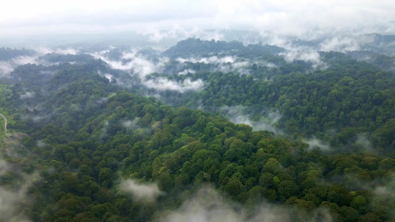 印度尼西亚郁郁葱葱的热带雨林，充满了生物多样性和令人惊叹的景观。是自然爱好者和自然保护主义者的真正天堂
