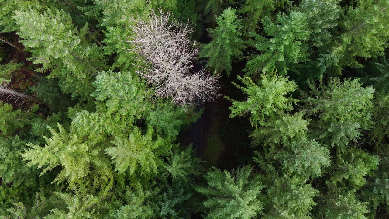 从华盛顿州常绿森林的树顶到森林苔藓地面的太平洋西北下降视图。