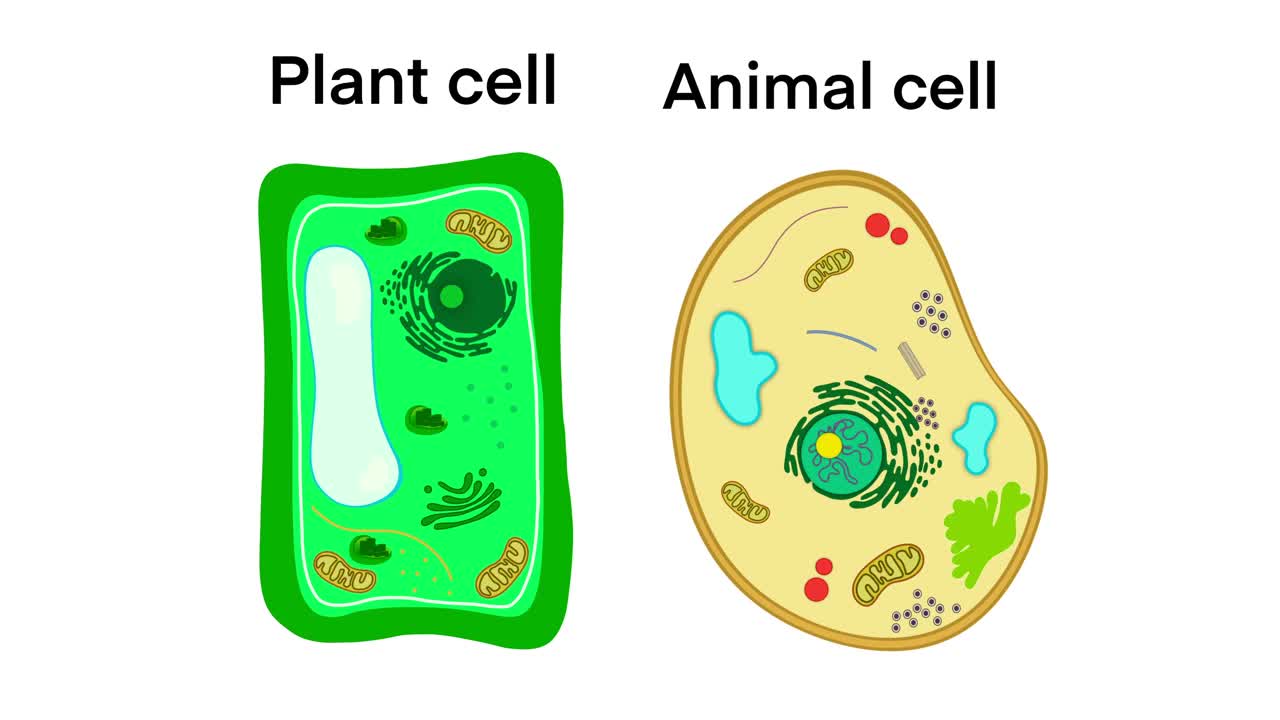 植物细胞和动物细胞结构，植物细胞和动物细胞的结构