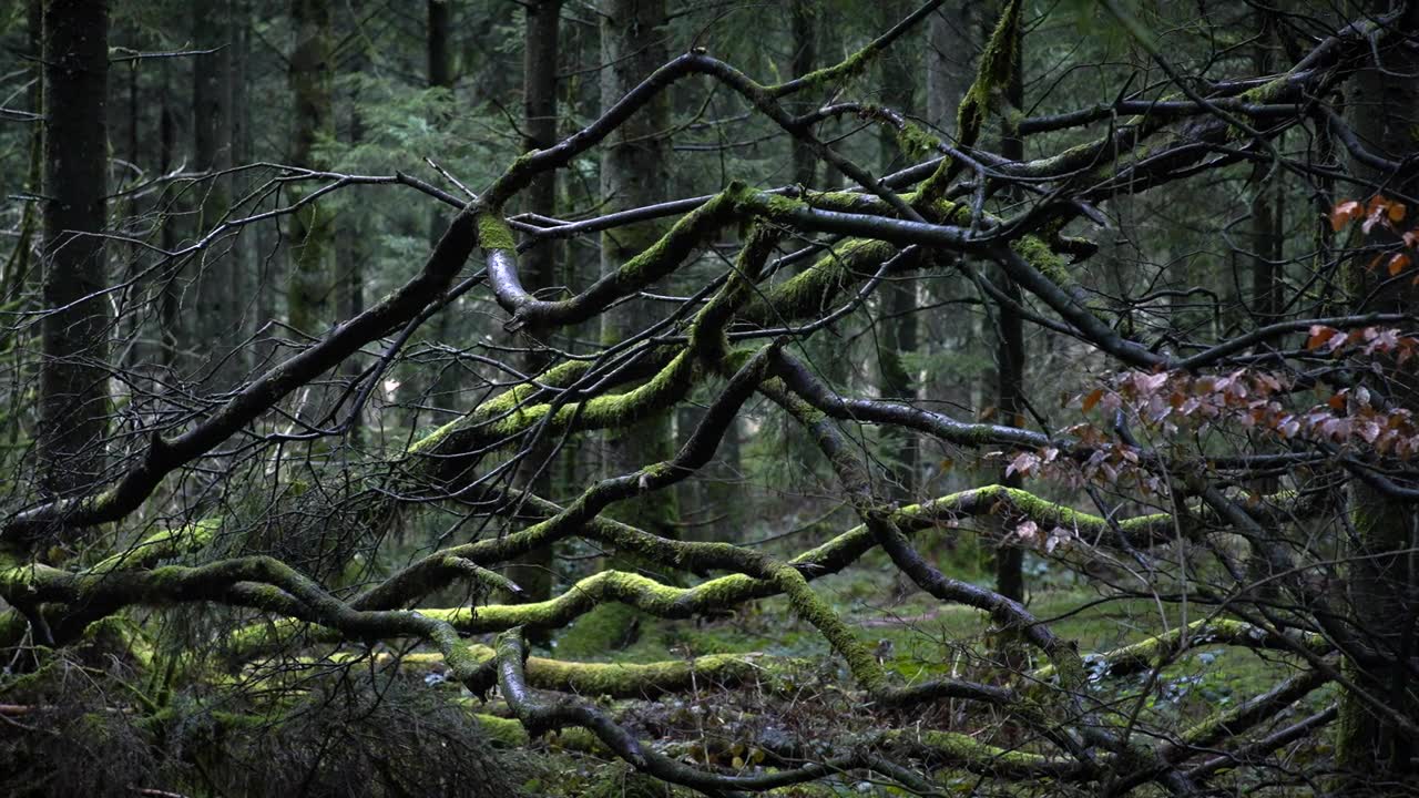 詳情圖-英國(guó)茂密森林里倒下的樹4K