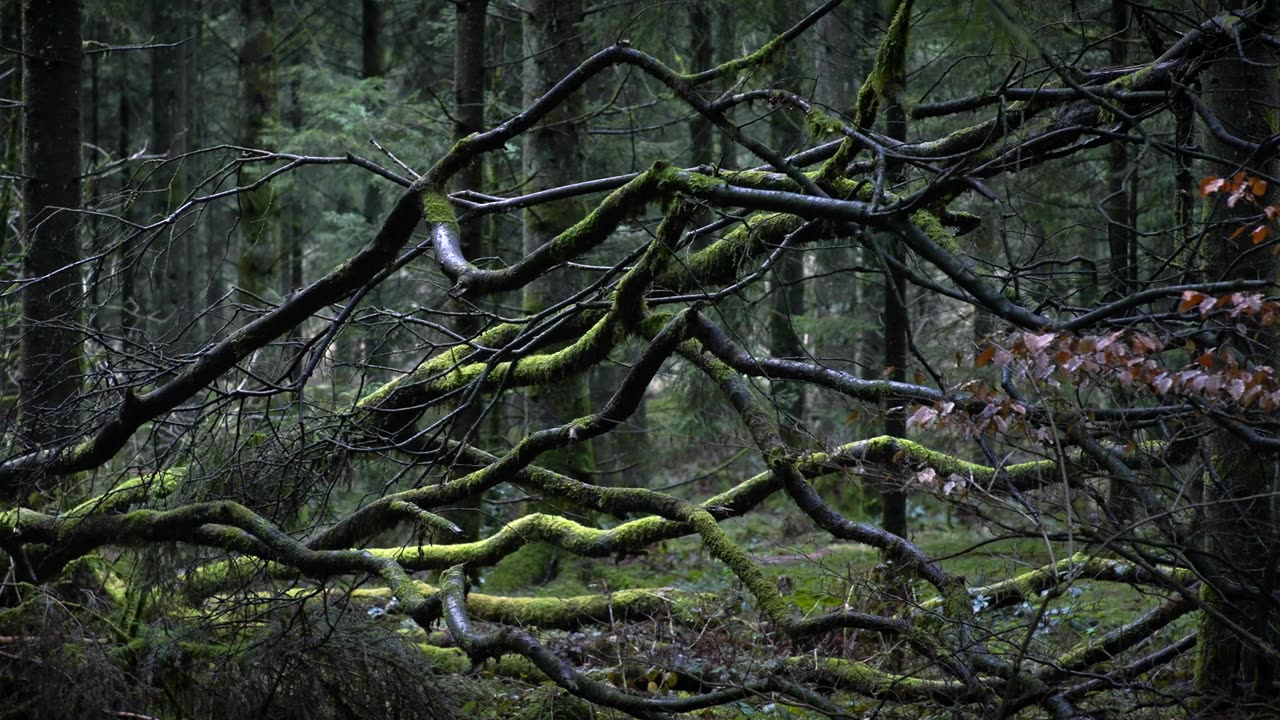 詳情圖-英國(guó)茂密森林里倒下的樹4K