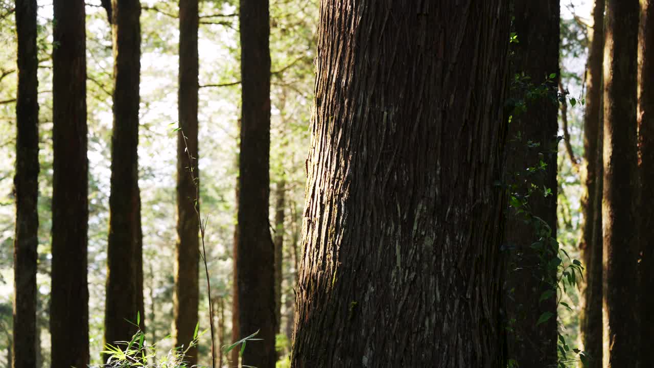 漫步在台湾嘉义阿里山的森林中