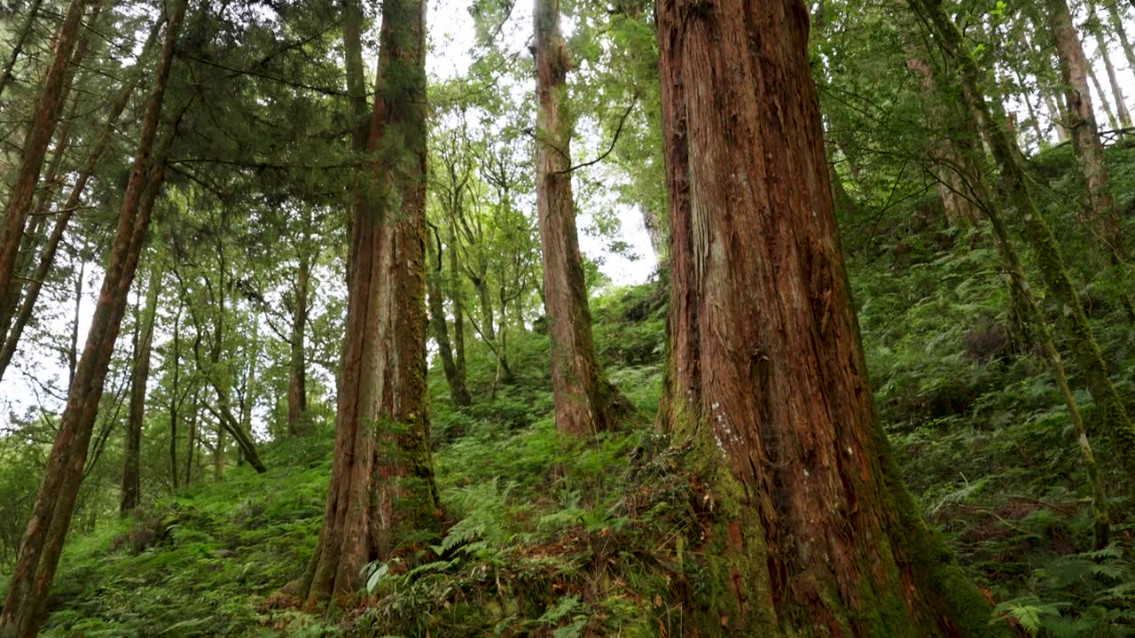 詳情圖-漫步在臺灣嘉義阿里山的森林中